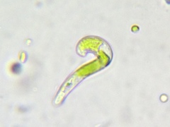 Euglena