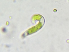 Euglena