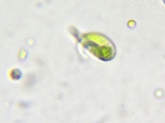 Euglena