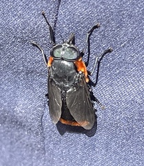 Osca lata