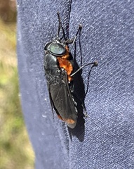 Osca lata