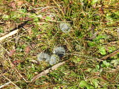 Thaumetopoea herculeana