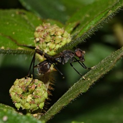 Taeniaptera trivittata