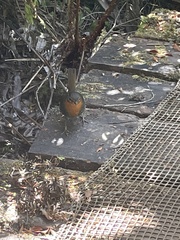 Scelorchilus rubecula