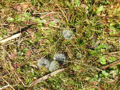 Thaumetopoea herculeana