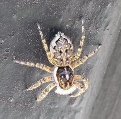 Menemerus semilimbatus
