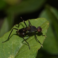 Taeniaptera trivittata