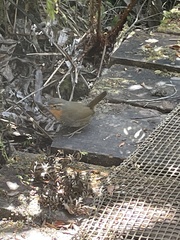 Scelorchilus rubecula