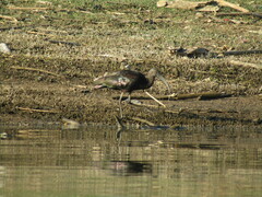 Plegadis falcinellus