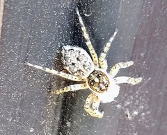 Menemerus semilimbatus