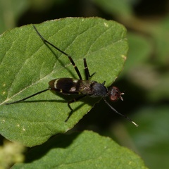 Taeniaptera trivittata