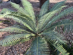 Dioon spinulosum