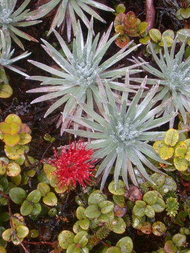 Argyroxiphium caligini