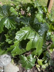 Acanthus