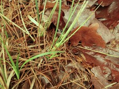 Carex floridana
