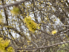 Forestiera acuminata