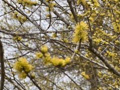 Forestiera acuminata
