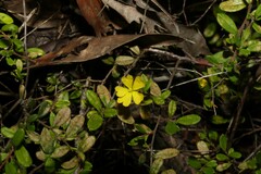 Hibbertia empetrifolia