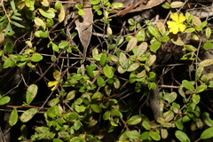 Hibbertia empetrifolia