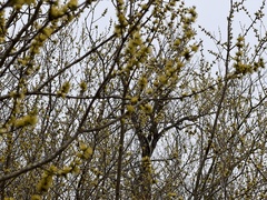 Forestiera acuminata