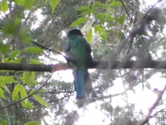 Trogon mexicanus