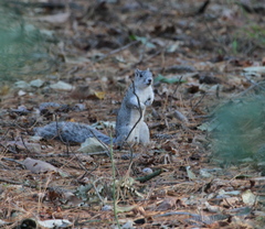 Sciurus niger cinereus