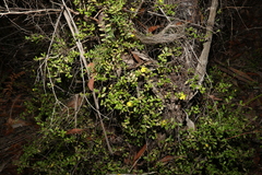 Hibbertia empetrifolia