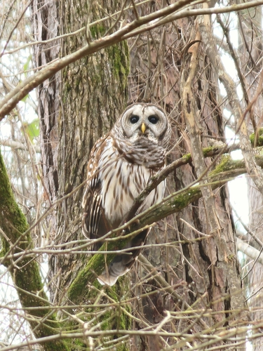 Barred Owl photographed in Mississippi
