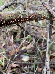 Nectria cinnabarina
