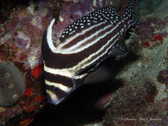 Eques punctatus