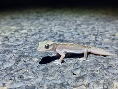 Diplodactylus vittatus