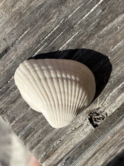 Noetia