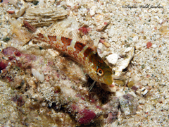 Malacoctenus triangulatus