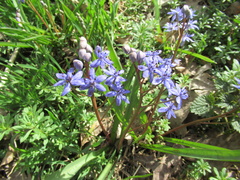 Scilla vindobonensis