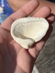 Noetia