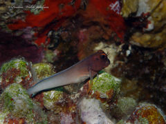 Ophioblennius macclurei