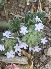 Glandularia quadrangulata