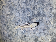 Diplodactylus vittatus