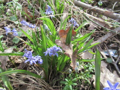Scilla vindobonensis