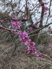 Cercis canadensis texensis