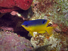 Stegastes xanthurus