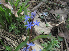 Scilla vindobonensis