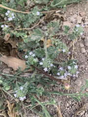 Glandularia quadrangulata