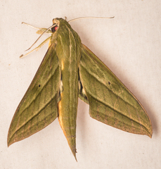 Xylophanes chiron