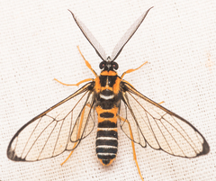 Gymnelia