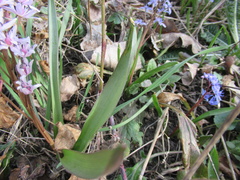Scilla vindobonensis