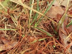 Carex floridana