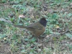 Pipilo maculatus macronyx