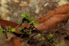 Xanthosia tridentata