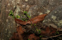 Xanthosia tridentata